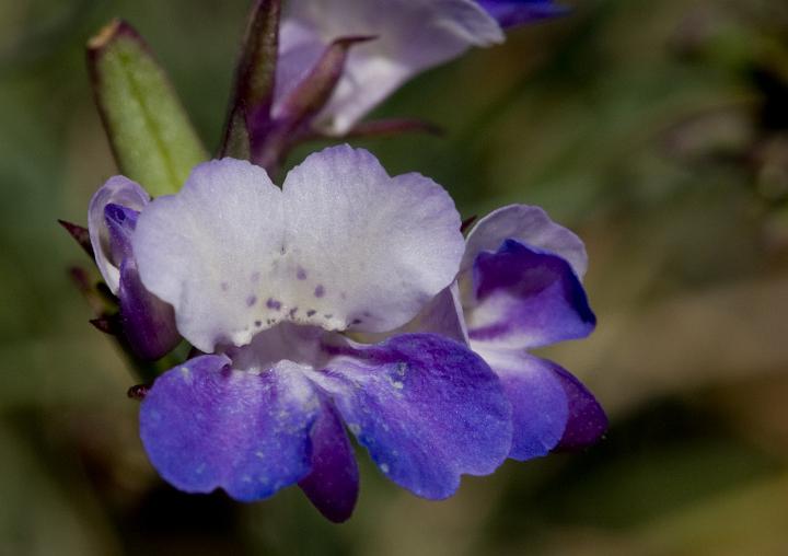 Collinsia 3383.jpg